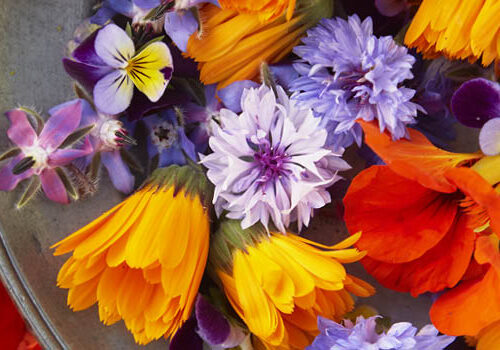 Growing edible flowers in your garden From garden to plate – borage, heartsease, calendula, nasturtiums, dill and cornflowers.